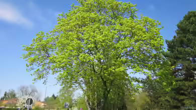 Acer platanoides im Garten pflanzen