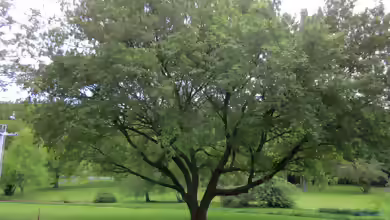 Acer pseudoplatanus im Garten pflanzen