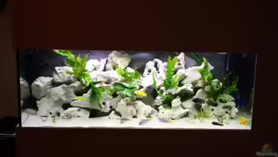 @ce`s 325 L von African  Guy