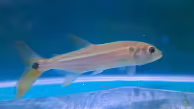 Acestrorhynchus altus im Aquarium halten