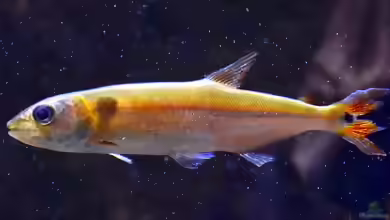 Acestrorhynchus falcatus im Aquarium halten