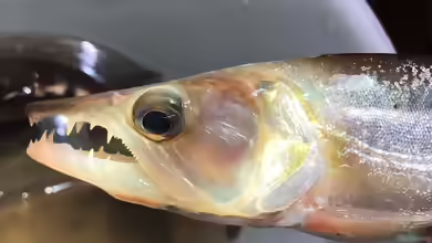 Acestrorhynchus heterolepis im Aquarium halten