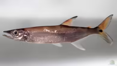 Acestrorhynchus microlepis im Aquarium halten