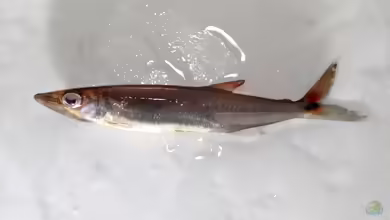 Acestrorhynchus minimus im Aquarium halten