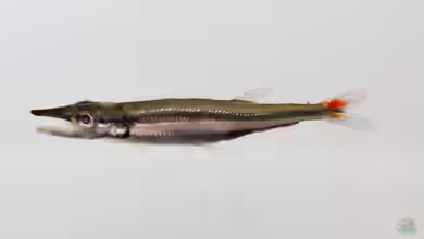 Acestrorhynchus nasutus im Aquarium halten