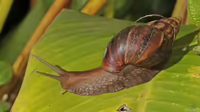 Achatina fulica im Terrarium halten