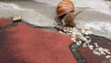 Achatschnecken richtig füttern