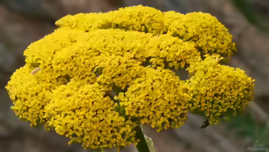 Achillea filipendulina im Garten pflanzen
