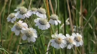 Achillea ptarmica am Gartenteich
