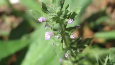Acinos arvensis im Garten pflanzen