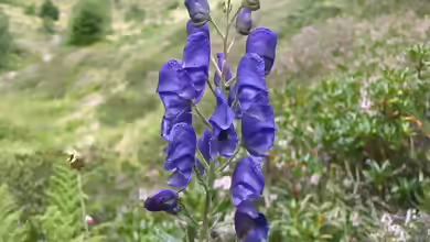 Aconitum napellus im Garten pflanzen