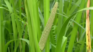 Acorus calamus am Gartenteich