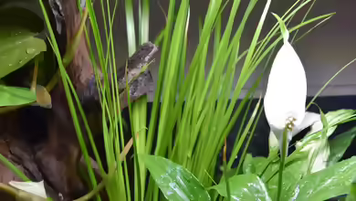 Acorus gramineus im Aquarium