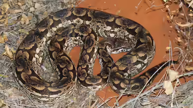 Acrantophis dumerili im Terrarium halten