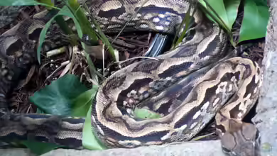 Acrantophis madagascariensis im Terrarium halten