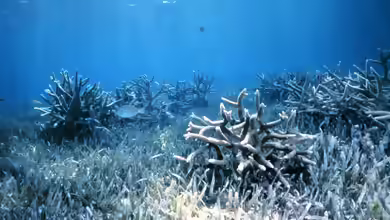 Acropora abrolhosensis im Aquarium halten