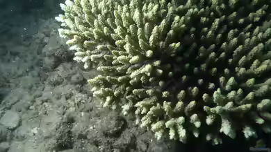 Acropora aculeus im Aquarium halten