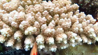 Acropora anthocercis im Aquarium halten