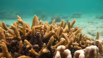 Acropora aspera im Aquarium halten