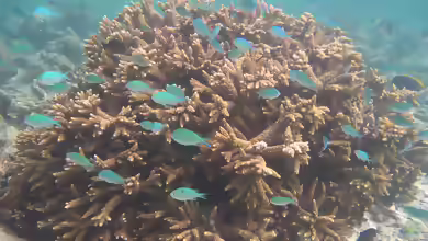 Acropora austera im Aquarium halten