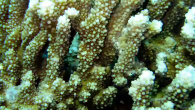 Acropora branchi im Aquarium halten