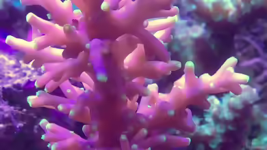 Acropora carduus im Aquarium halten