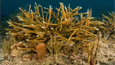 Acropora cervicornis im Aquarium halten