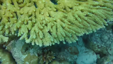 Acropora clathrata im Aquarium halten