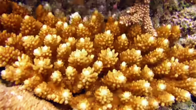 Acropora cophodactyla im Aquarium halten