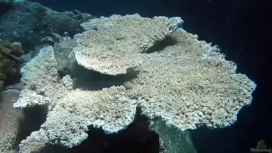 Acropora cytherea im Aquarium halten