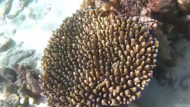 Acropora digitifera im Aquarium halten