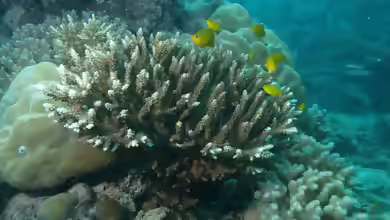 Acropora divaricata im Aquarium halten