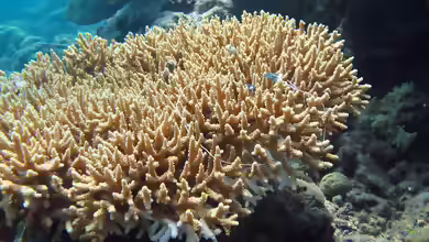 Acropora donei im Aquarium halten