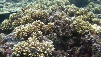 Acropora elseyi im Aquarium halten