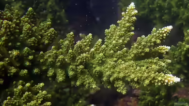 Acropora florida im Aquarium halten