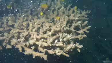 Acropora glauca im Aquarium halten