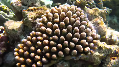 Acropora globiceps im Aquarium halten