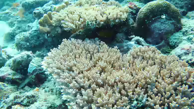 Acropora granulosa im Aquarium halten