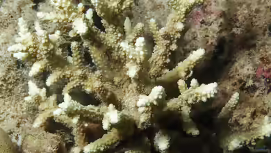 Acropora horrida im Aquarium halten