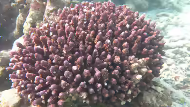 Acropora humilis im Aquarium halten