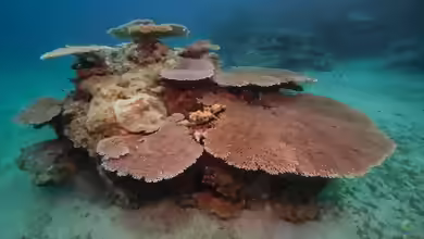 Acropora hyacinthus im Aquarium halten