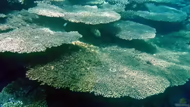 Acropora lamarcki im Aquarium halten