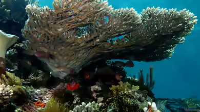 Acropora latistella im Aquarium halten