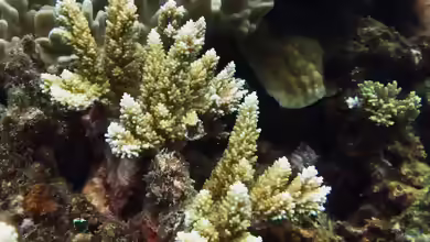 Acropora listeri im Aquarium halten