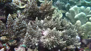 Acropora longicyathus im Aquarium halten