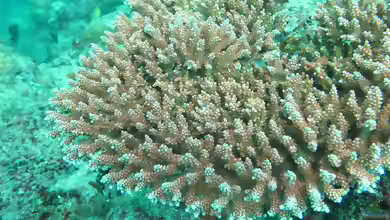 Acropora loripes im Aquarium halten