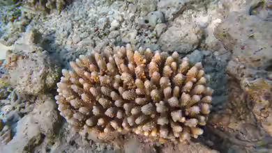 Acropora lutkeni im Aquarium halten