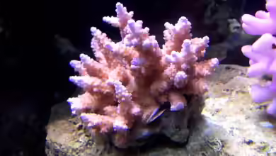 Acropora macrostoma im Aquarium halten