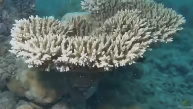 Acropora microclados im Aquarium halten