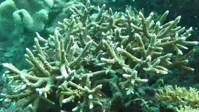 Acropora microphthalma im Aquarium halten
